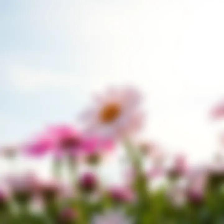Magnificent Exploring Faux Daisies: A Comprehensive Guide