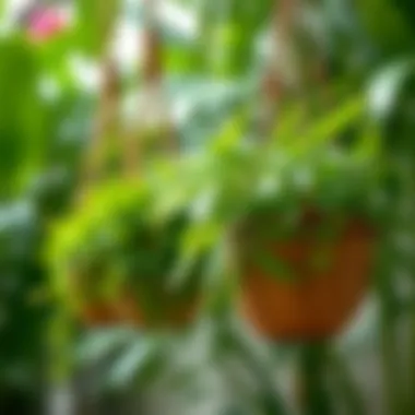 Lush Greenery in Coconut Husk Planters Close-up of a coconut husk hanging planter with lush green plants