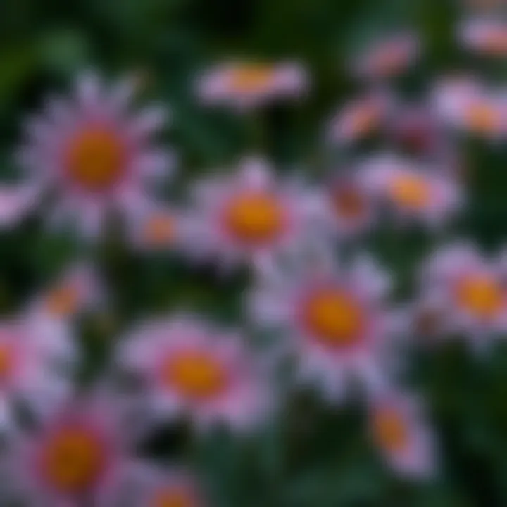 Exploring Faux Daisies: A Comprehensive Guide Summary