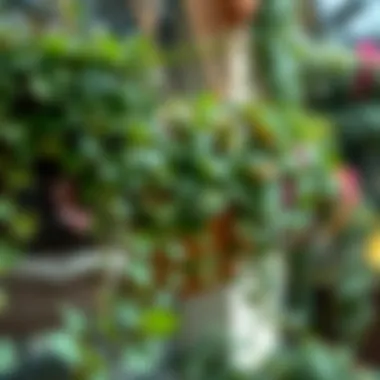 Close-up of diverse ivy varieties in decorative planters