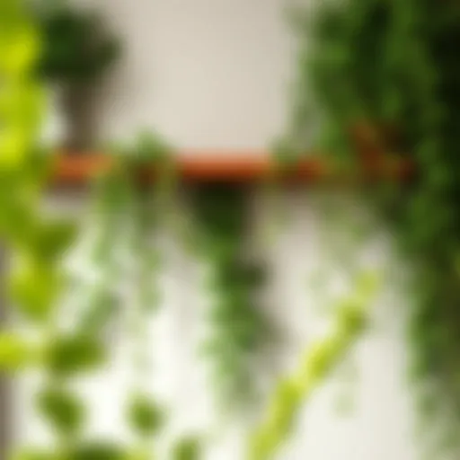 Lush hanging ivy cascading from a wall shelf