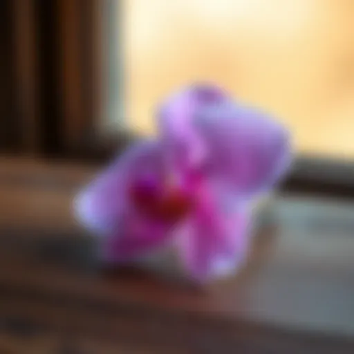 Elegant Orchid Flower Hair Clip Elegant orchid flower hair clip showcased on a wooden surface