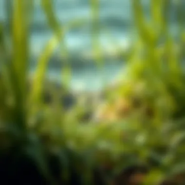 Natural environment depicting seagrass growing in its habitat, emphasizing sustainability