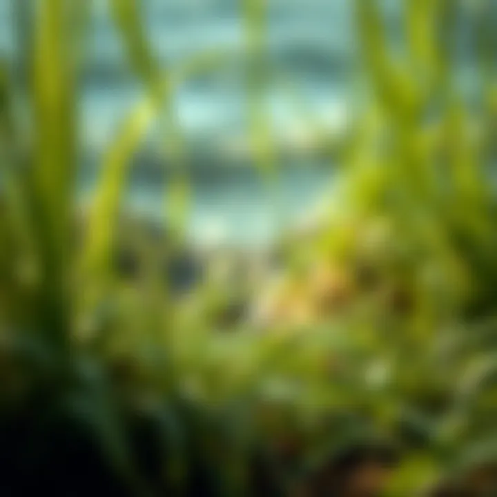 Natural environment depicting seagrass growing in its habitat, emphasizing sustainability