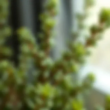 Intricate Detail of Boxwood Stems Close-up of artificial boxwood stems showcasing texture and detail