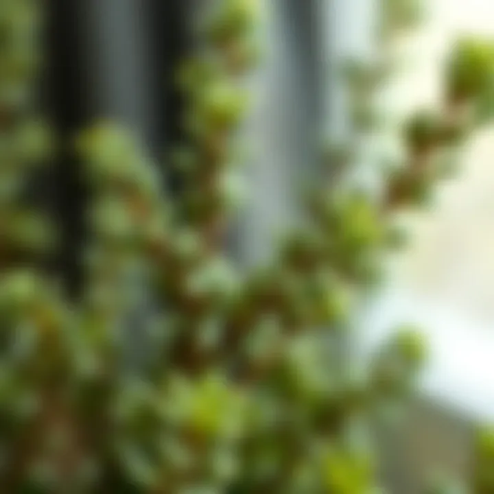 Intricate Detail of Boxwood Stems Close-up of artificial boxwood stems showcasing texture and detail