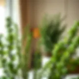 Elegant arrangement of artificial boxwood stems in a modern interior